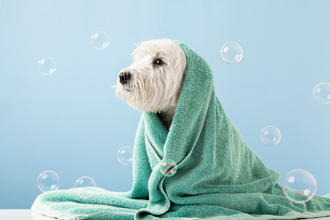 Top 10 Sustainable Pet Care Product Brands: Paw-sitive Choices for Your Furry-Friend and the Planet