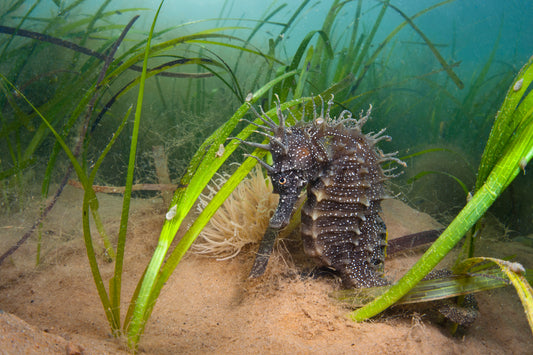 Why is Seagrass Important? With marine biologist Dr Jean-Luc Solandt