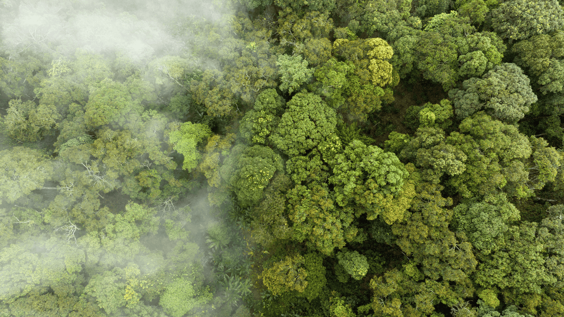 Our Carbon Neutral Strategy at Bower