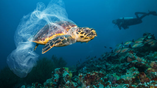 How toxic cleaning products harm aquatic life
