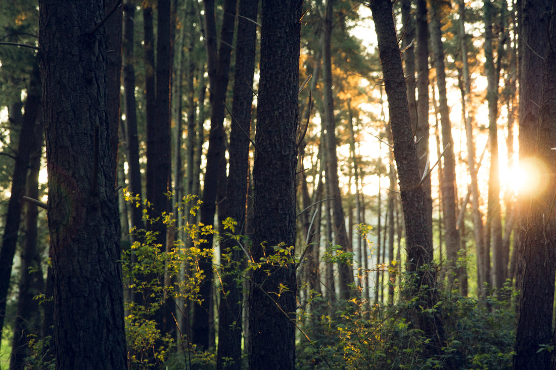 World Environment Day Report: How to reduce the impact of the pandemic