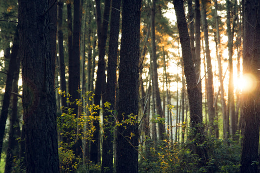 World Environment Day Report: How to reduce the impact of the pandemic