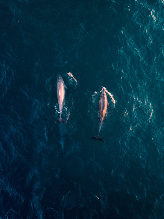 Impact of Plastic on Marine Life