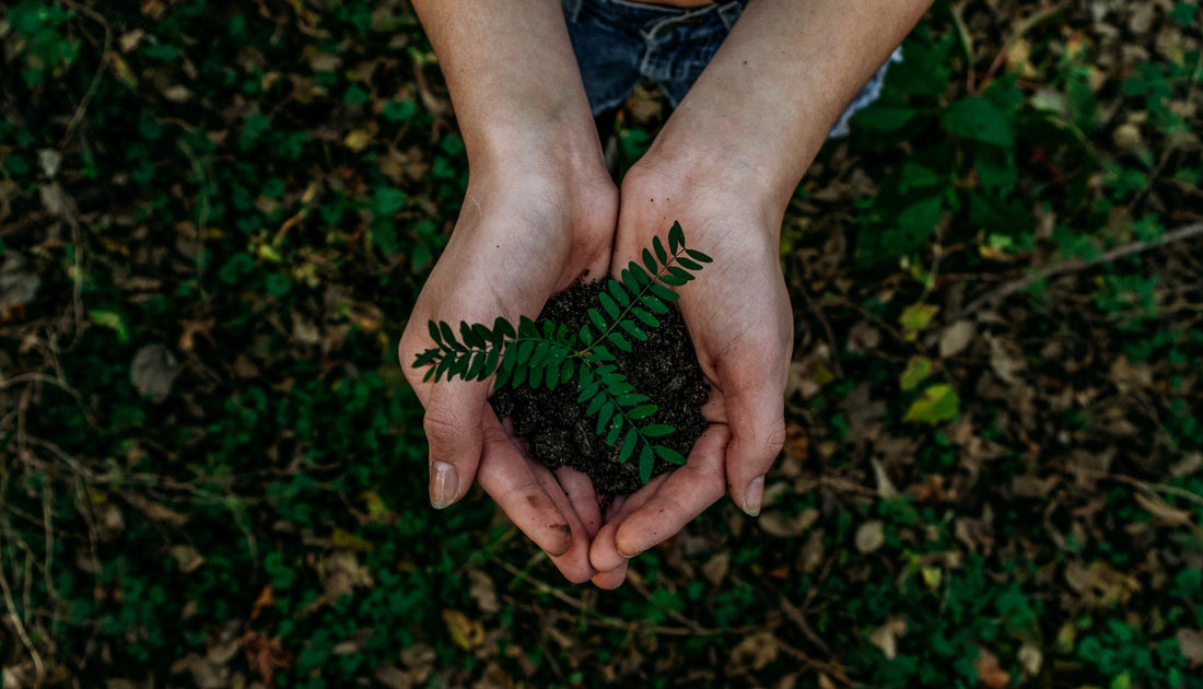 What Is Sustainable Living? Everything You Should Know